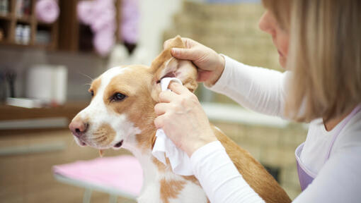 Ear mites in dogs treatment best sale